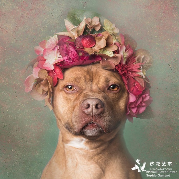These Pit Bulls Wearing Flower Crowns Will Melt Your Heart 2