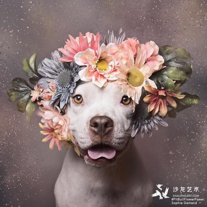 These Pit Bulls Wearing Flower Crowns Will Melt Your Heart 3