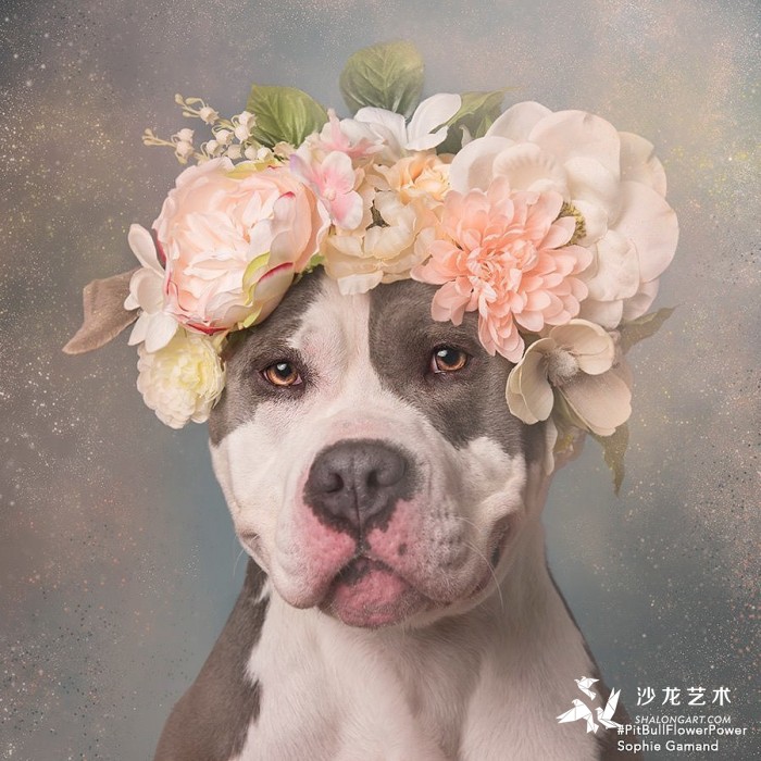 These Pit Bulls Wearing Flower Crowns Will Melt Your Heart 8