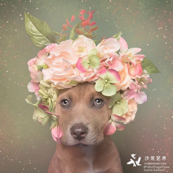 These Pit Bulls Wearing Flower Crowns Will Melt Your Heart 5