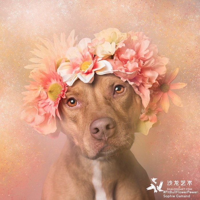 These Pit Bulls Wearing Flower Crowns Will Melt Your Heart 7