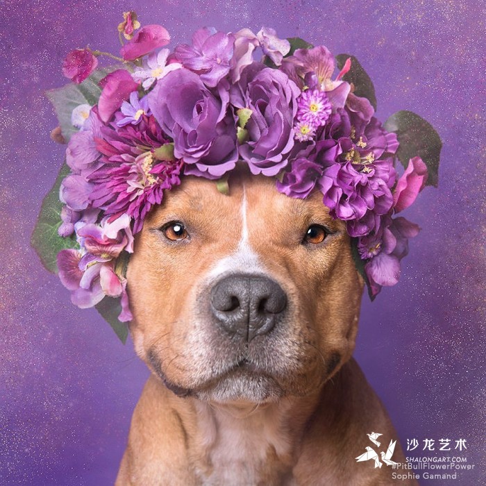 These Pit Bulls Wearing Flower Crowns Will Melt Your Heart 10