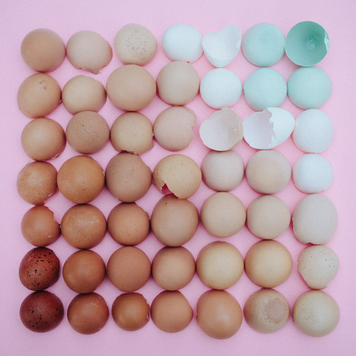 eggs+shells