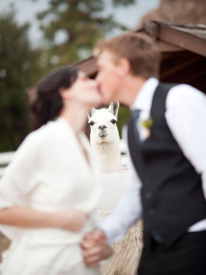 Squirrel Photobombs Engagement Shoot in the Best Way Possible 3