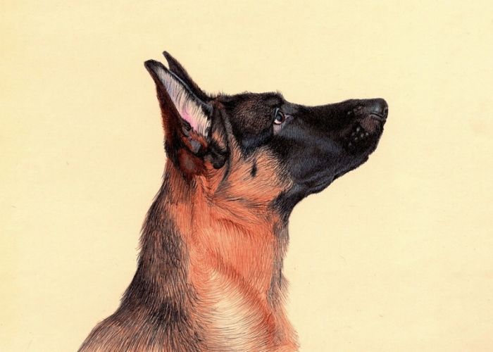 color-ballpoint-pen-drawings-preesee-nicolas-sanchez_05